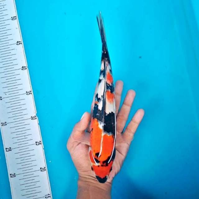 Showa*25cm