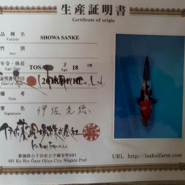 Showa Import Isa Koi Farm ( serti breeder )