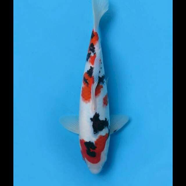 29cm Female - Taisho Sanke Calon Bagus Original Pola