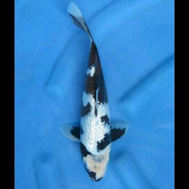 33cm Female - Shiro Full Ginrin SQ