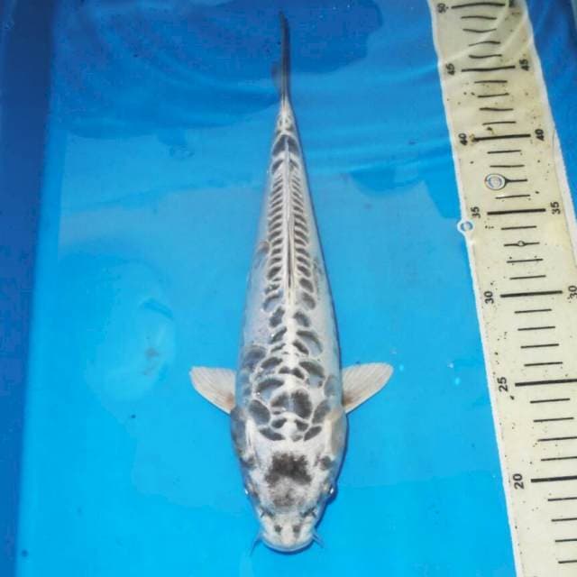 ARAGOKE MUKASI