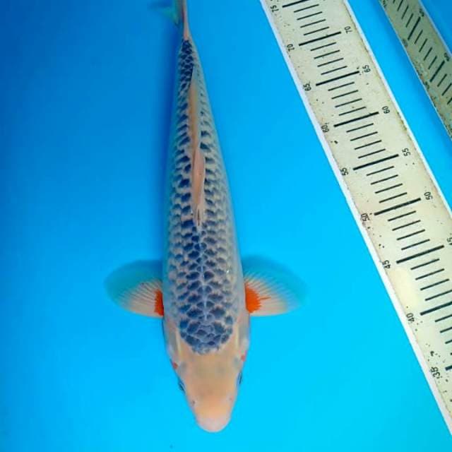 Asagi 44 cm