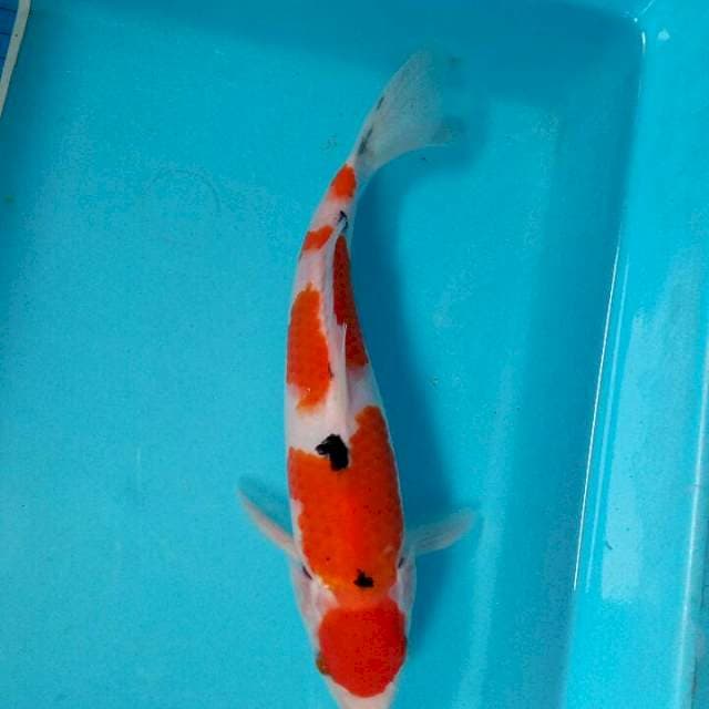 Maruten sanke