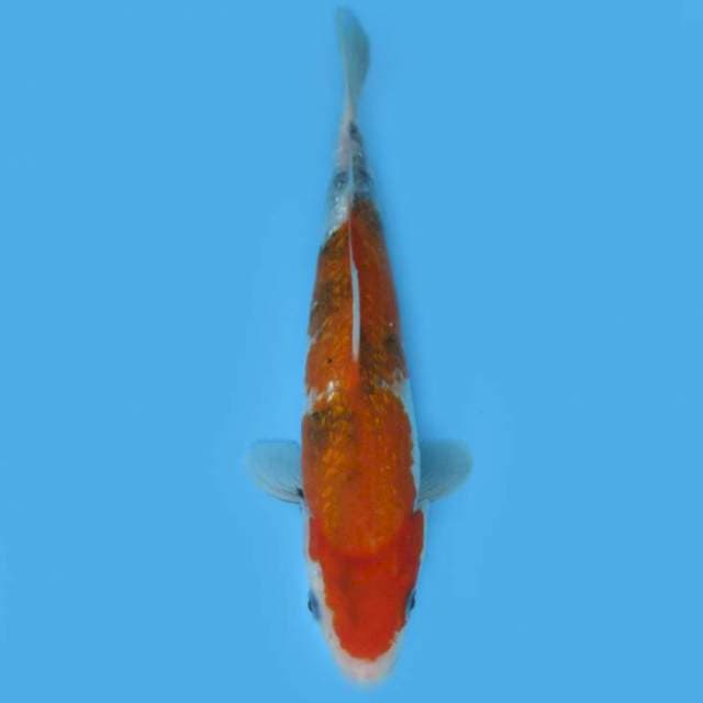 SHOWA TATEGOI 27 CM