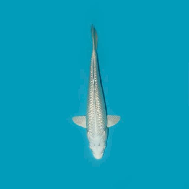 PLATINUM GINRIN 23 CM