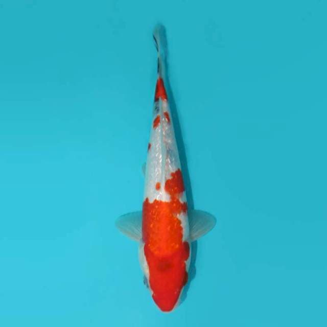 SHOWA GINRIN 24 CM