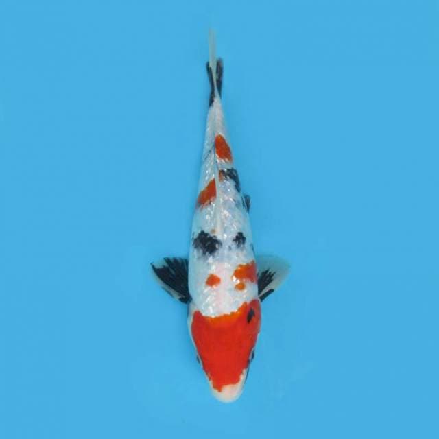 SHOWA GINRIN 26 CM