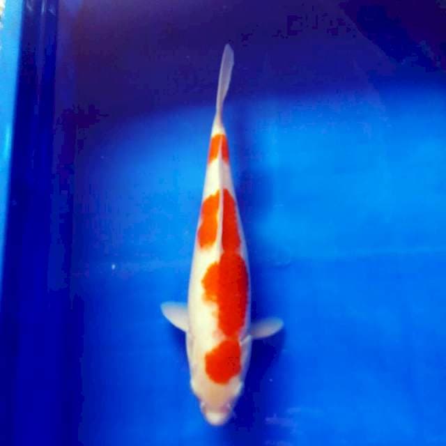 Merah darah 30cm..bagus
