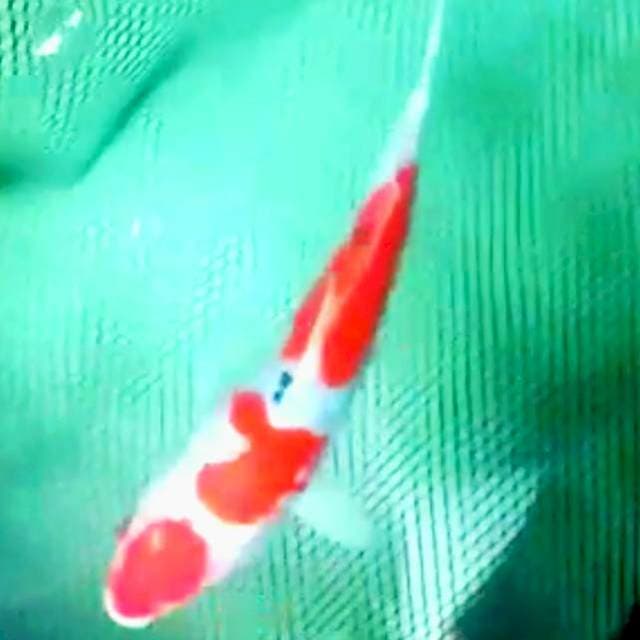 Maruten sanke 27cm ..joss