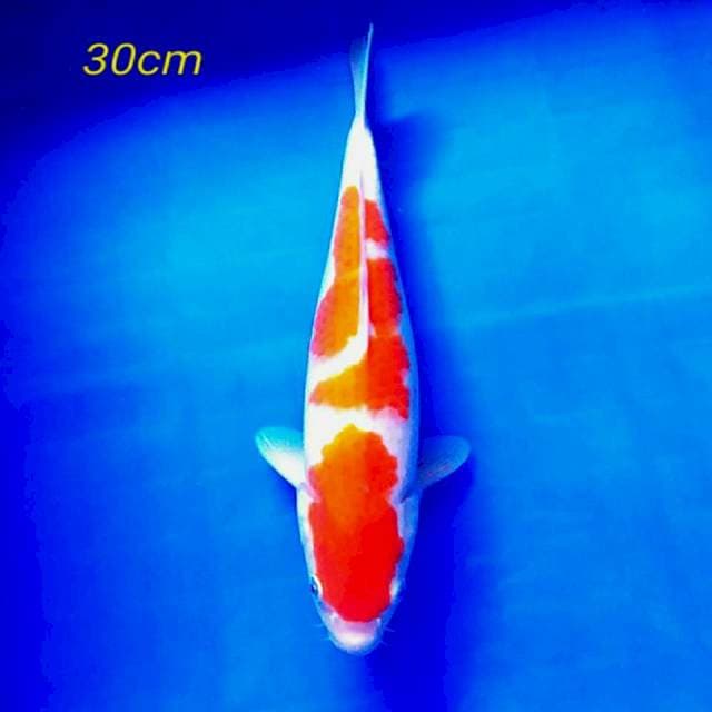 Kohaku good patern 30cm