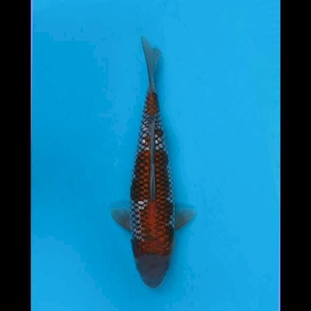 35cm Female - Ochiba Full Ginrin