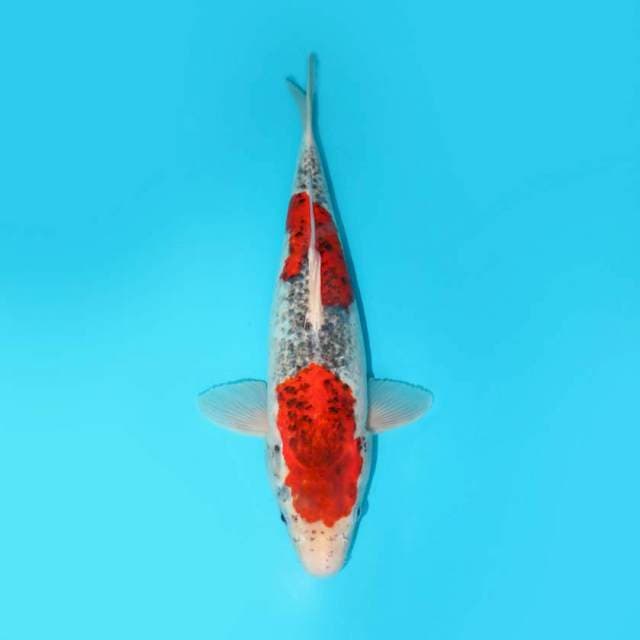 GOSHIKI 44 CM