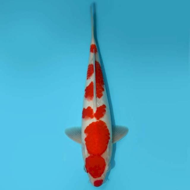 KOHAKU 31 CM
