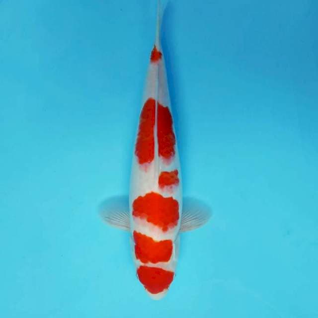 ZENTUARY 1 ~ MARUTEN KOHAKU,-