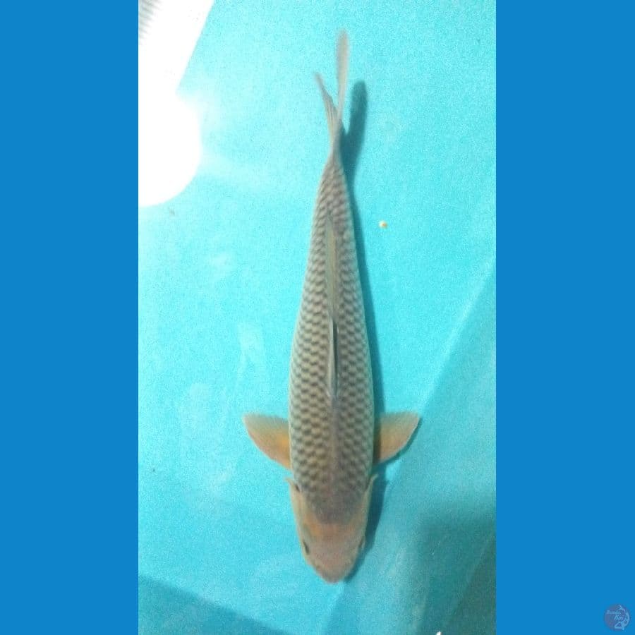 Soragoi 40cm