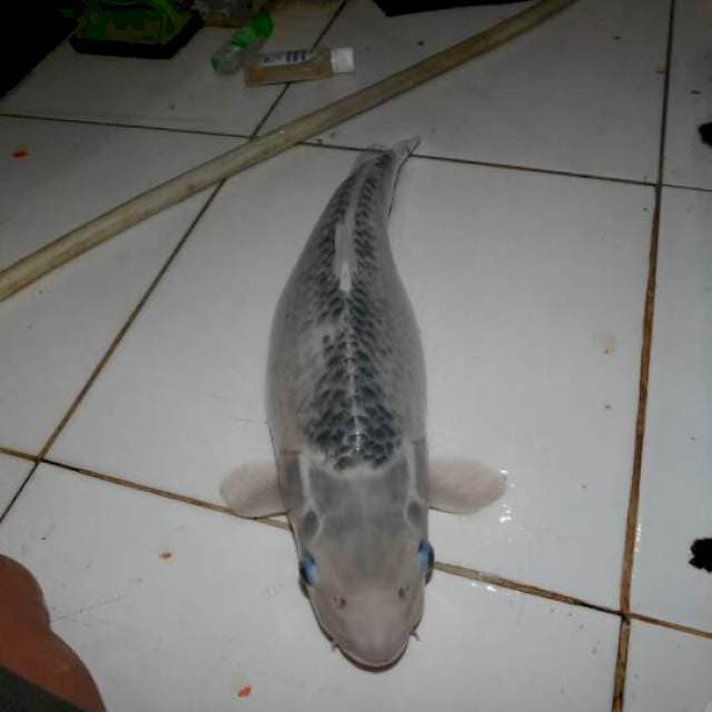 asagi jelek siap pijah 55bu