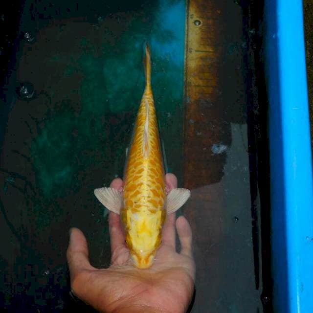si kuning 2 ob 0