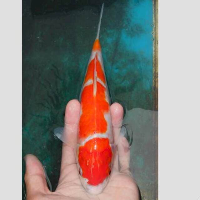 kohaku ori warna blm merah darah