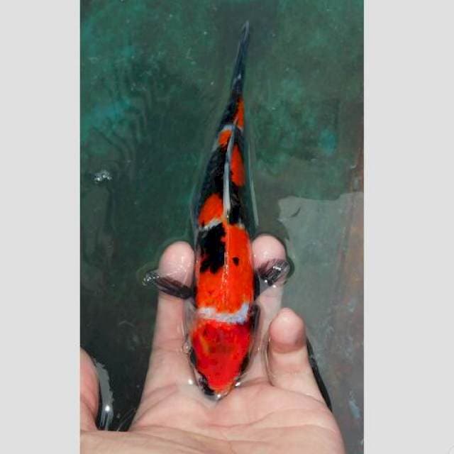 showa merah darah 25cm
