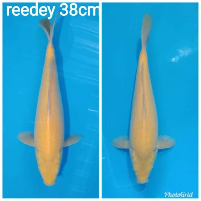 Reed eye