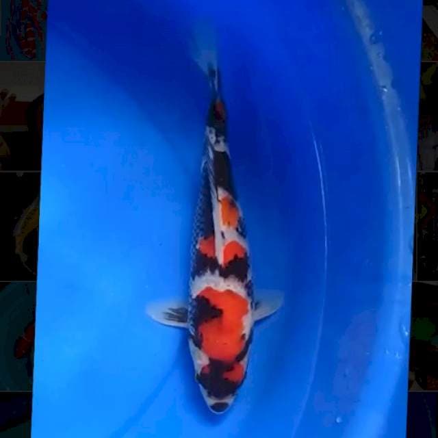 showa koleksi super