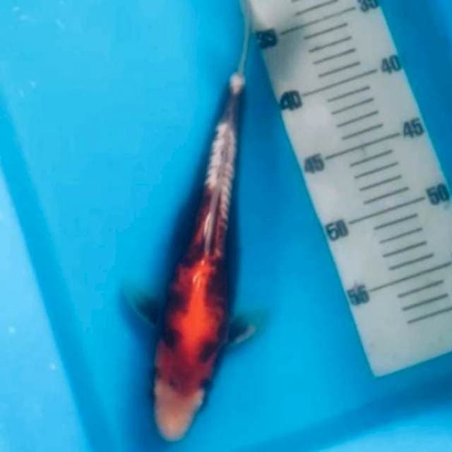 Benikumon 30 CM