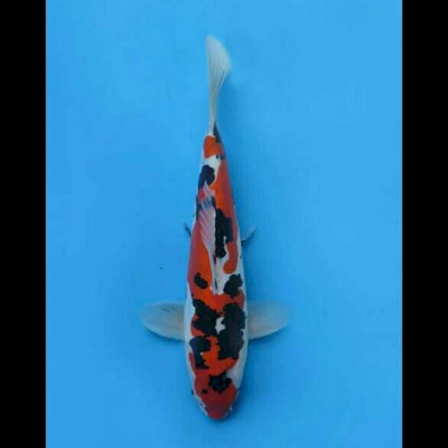 35cm Female - Sanke Doitsu Murni