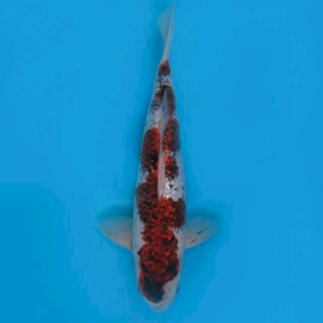 33cm Male - Goromo Full Ginrin