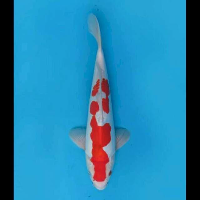 36cm Male - Koromo Doitsu Murni