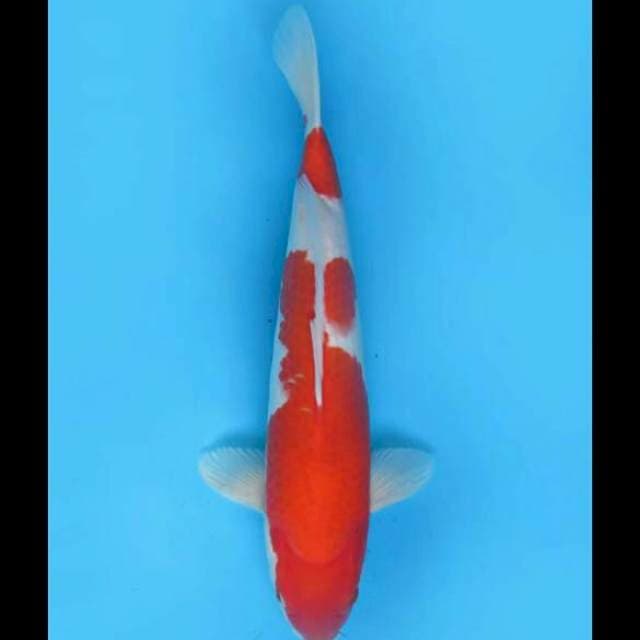 42cm Male - Kohaku Nidan