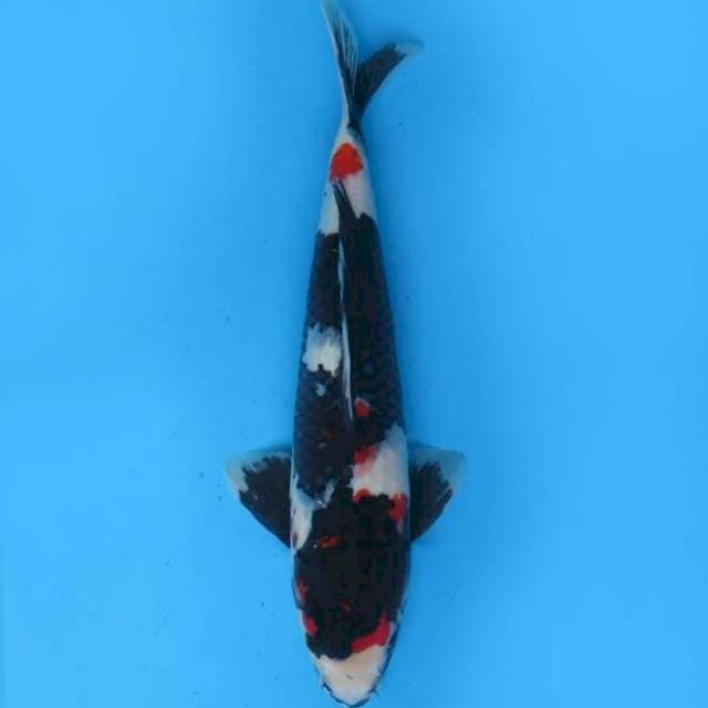 40cm Male - Showa Jet Black