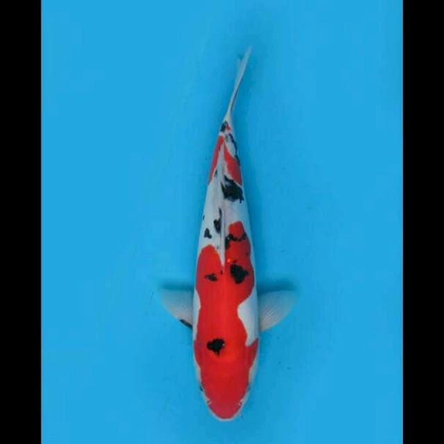 30cm Male - Red Sanke Doitsu Murni