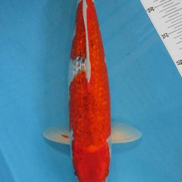 Ghosiki ginrin 43cm