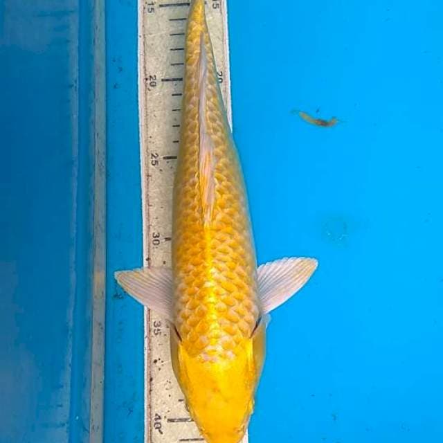 Yamabuki Ogon 30cm