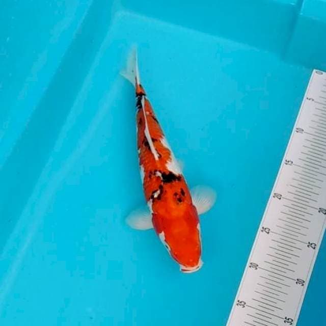 Sanke bagus original 34cm
