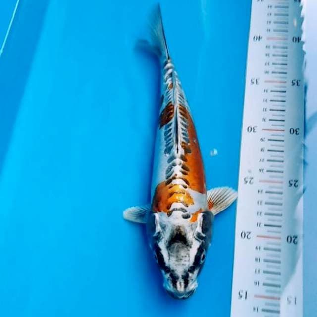 Kikokuryu original 30bu