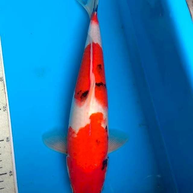 Sanke 37cm