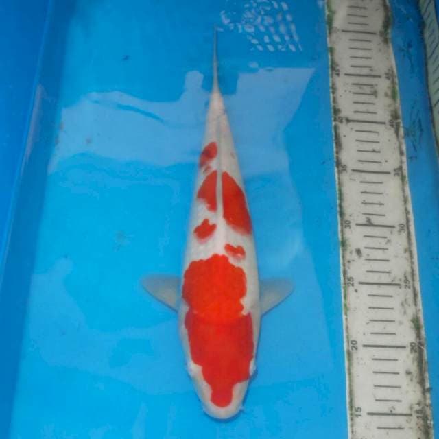 MERONA KOHAKU