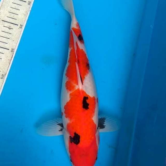 Showa 33cm