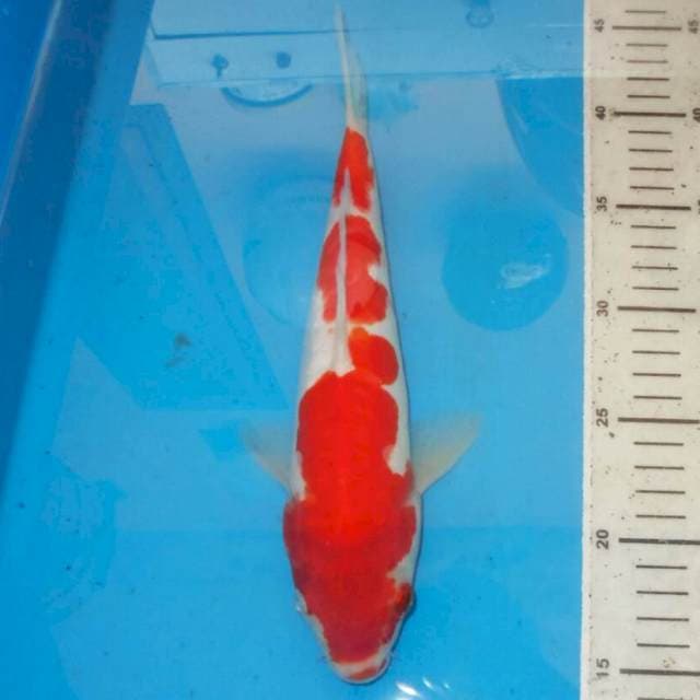KOHAKU LIKU LIKU