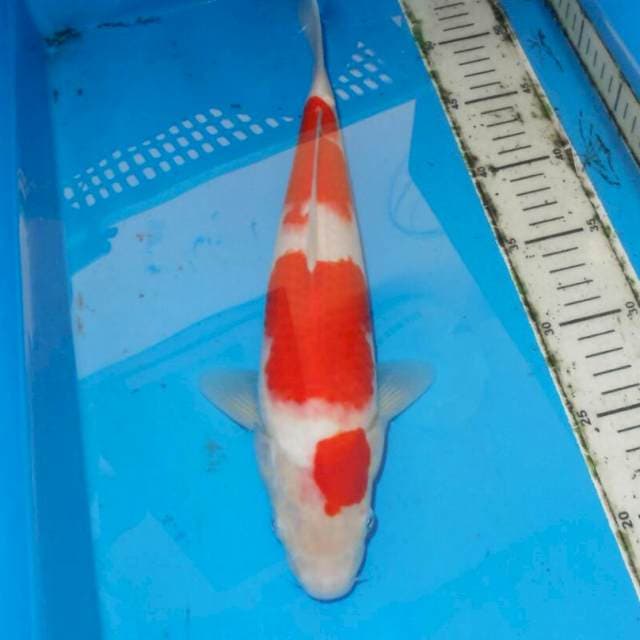 F1 KOHAKU