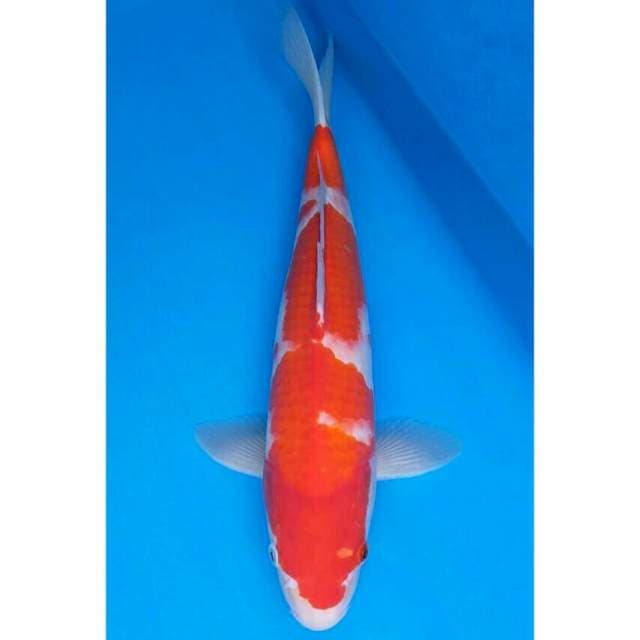 Ogata Kohaku