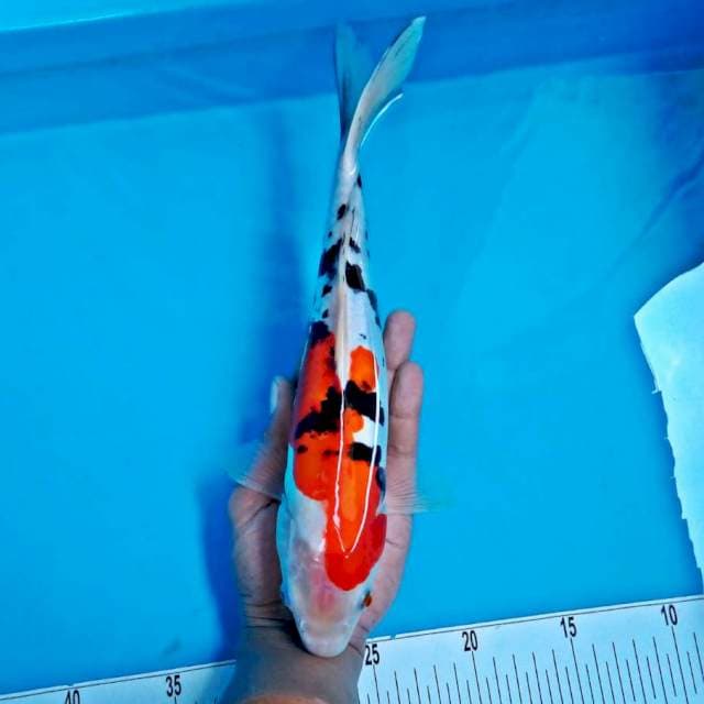 Sanke*28cm