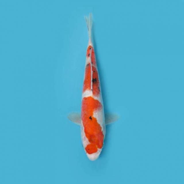 SHOWA TATEGOI 24 CM