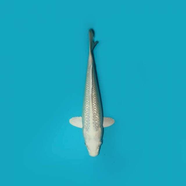 PLATINUM GINRIN 23 CM