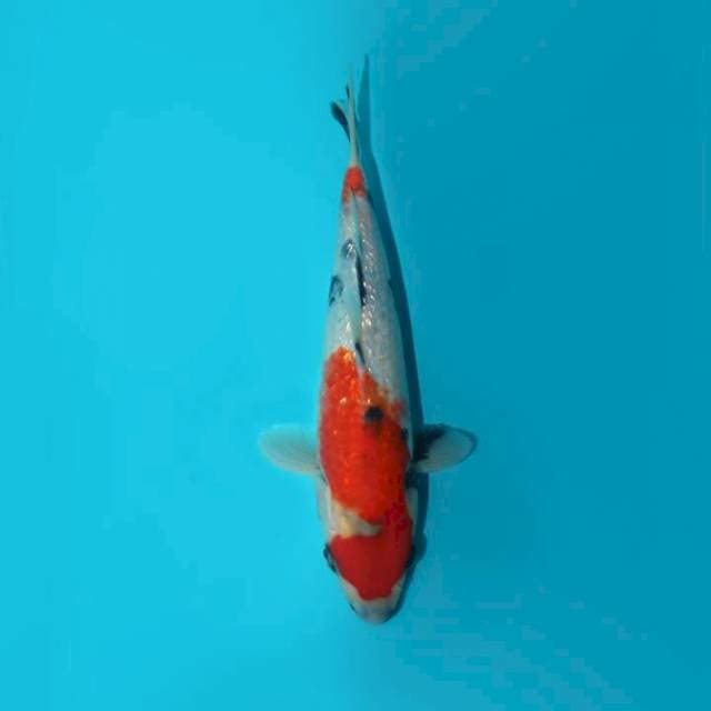 SHOWA TATEGOI GINRIN 22 CM