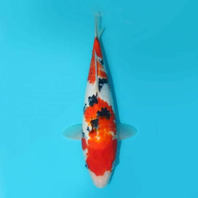 SANKE 28 CM