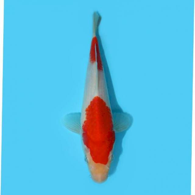 KOHAKU 22 CM
