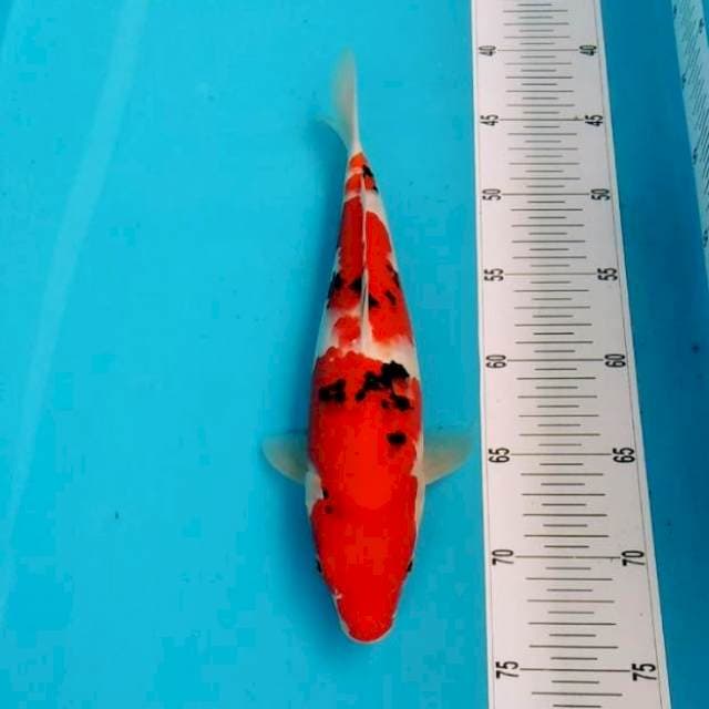 Sanke bagus original 30cm