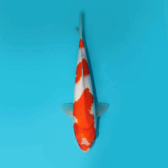 KOHAKU 30 CM
